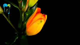 تلاش امروزت باعث به دست اومدن انرژی میشه | دکتر شریفی میلانی