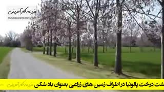 درخت بادشکن - پالونیا - بازار کشاورزی آنلاین مزرعه کارآفرینی