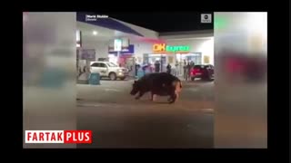 مردم شوک زده از تماشای یکباره اسب آبی بزرگ در وسط خیابان!