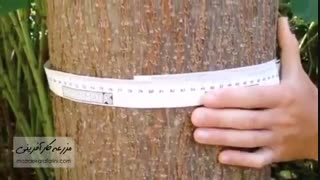 درخت پالونیا 4 ساله- این درخت برای درختکاری مناسبه؟ - بازار کشاورزی آنلاین مزرعه کارآفرینی