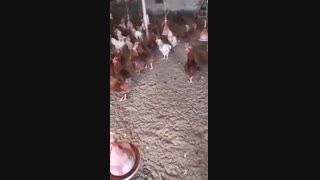 فروش خروس محلی