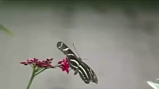 موسیقی فوق العاده زیبا و احساسی بیکلام/17