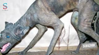 ۱۰ هیولای افسانه ای اما واقعی که بارها توسط انسان ها دیده شده اند