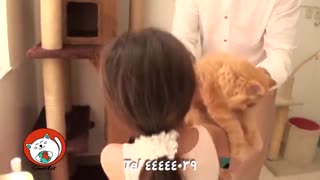 اتاق بازی گربه