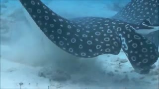 موسیقی فوق العاده زیبا و احساسی بیکلام/32