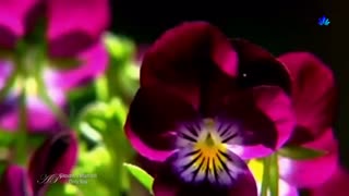 موسیقی فوق العاده زیبا و احساسی بیکلام/39