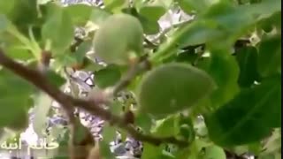 42-چغاله بادام