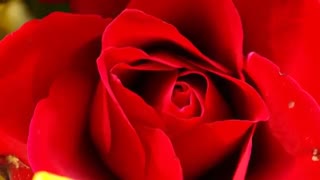 موسیقی فوق العاده زیبا و احساسی بیکلام/46