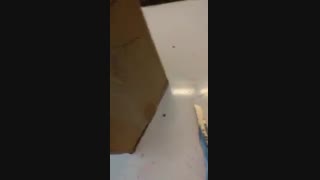 یکی از خریداران گینر اینکردی بالک پروساپس 11 از وبسایت تمرینو