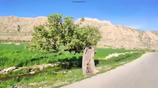 هایپر لپس از درخت معروف شهرم