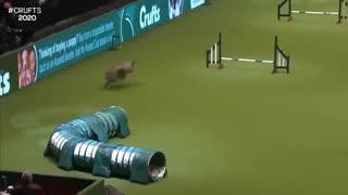 Ozzy Man Reviews: Greatest Show Dog Ever Returns!