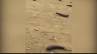 ریزش بارش بادمجان از اسمان تهران با دلیل و فیلم