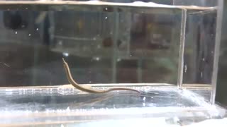 سوزن‌ماهی منقوط (Beady pipefish)