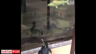 کرونا دنیا را به کام پنگوئن‌های شیکاگو کرده!