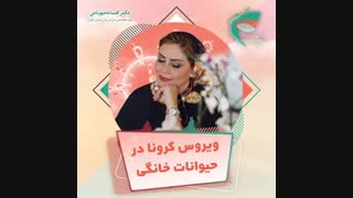 ویروس کرونا در حیوانات خانگى