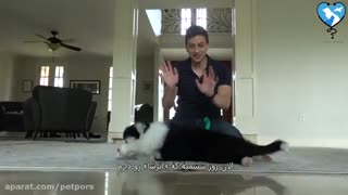 تعلیم و تربیت سگ (قسمت دوم)