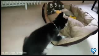 شیطنت های سگ هاسکی! (از توله تا بزرگسالی)