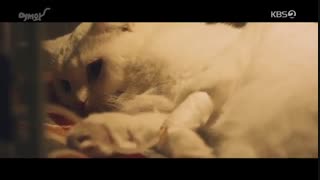 قسمت سوم و چهارم سریال کره ای Meow: The Secret Boy 2020 - با زیرنویس فارسی