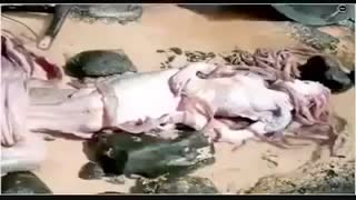 وای خیلی عجیبه پری دریایی!!!(متن زیر فیلم رو حتما بخونید)