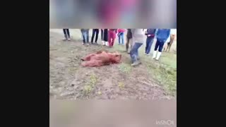 کشتار خرس در ارومیه بهار ۹۹ را تلخ کرد؛ هشدار می‌دهیم فیلم آزاردهنده است