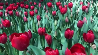 کلیپ ویدیویی پیاده راه لاله برای مادران ( بهار 99 ) - ویدیوی اول
