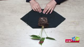 روش آماده سازی گیاهان برای کشت در دیوارهای سبز گل آویز