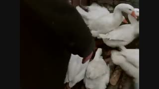 شرلوک هولمز - 6